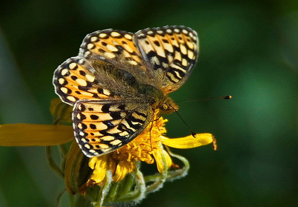 Butterfly, Glacier National Park 4514