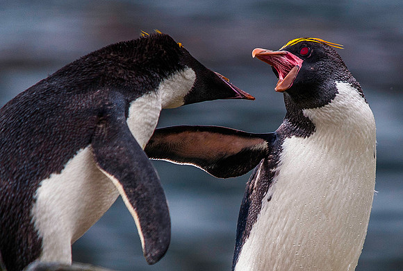 Macaroni Penguins, Hercules Bay 9690
