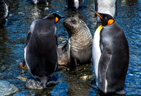 King Penguins, Gold Harbour 0030