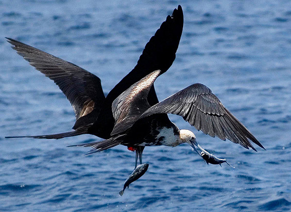 Blue Footed Boobie (and Frigate) 4403