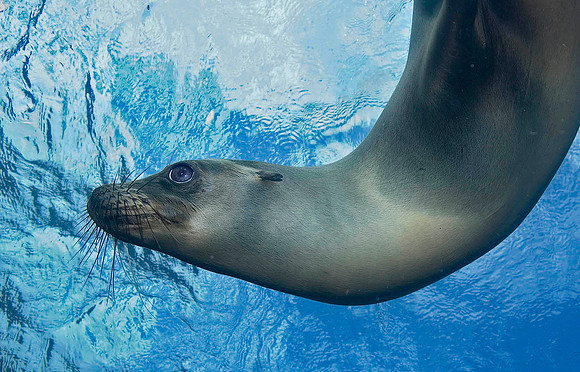 Galápagos Sea Lion