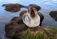 Antarctic Fur Seal, Gold Harbour 0136