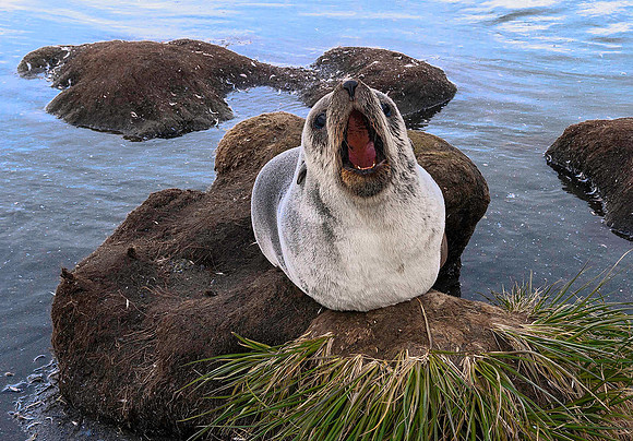 Antarctic Fur Seal, Gold Harbour 0136