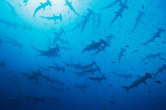 Scalloped Hammerhead Sharks 4419