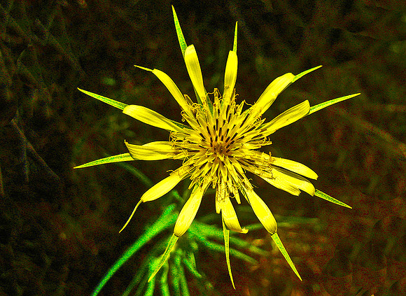 San Rafael Swell, Southern Utah - Flower 1206