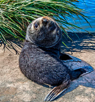 Antarctic Fur Seal Pups, Salisbury Plain 9358