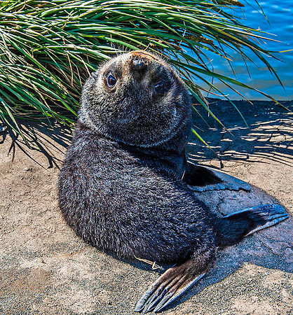 Antarctic Fur Seal Pups, Salisbury Plain 9358