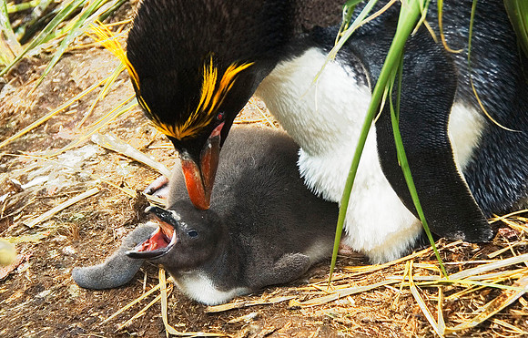 Macaroni Penguins - Antarctic Peninsula