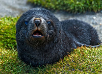 Antarctic Fur Seal Pup, Fortuna Bay 9563