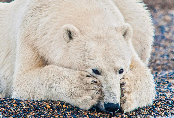 Resting Polar Bear, Kaktovik 7022