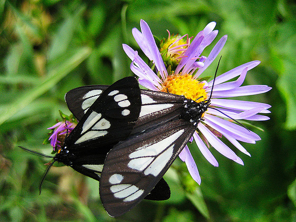 Butterfly, Glacier National Park 4350