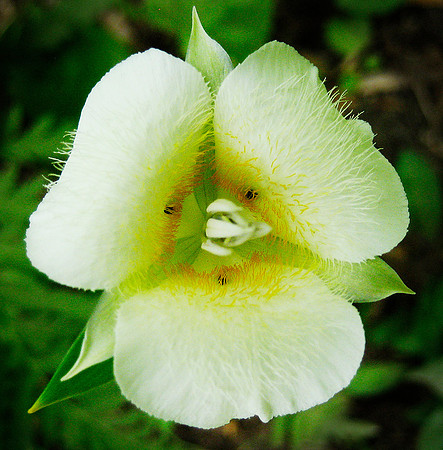 Glacier Flower, National Park 4256