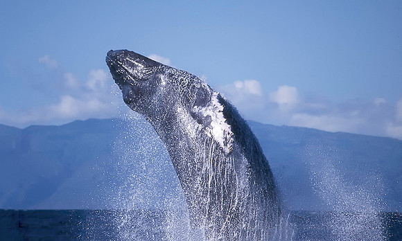 Humpback Whale breach, Maui, Hawaii