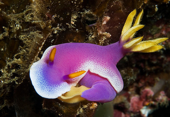 Nudibranch 1729