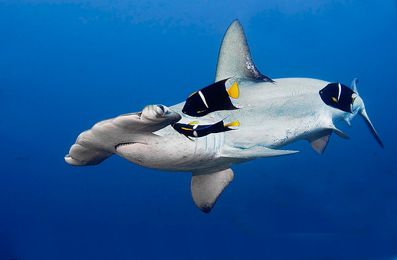Scalloped Hammerhead Shark