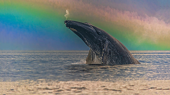 Humpback Whale breach, Hartley Bay, BC, Canada 0337