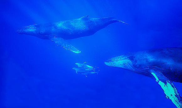 Humpback Whales with Bottlenose Dolphins, Maui, Hawaii