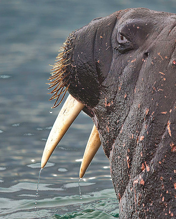 Walrus 9555