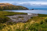 King Penguin Colony, Gold Harbour 0129