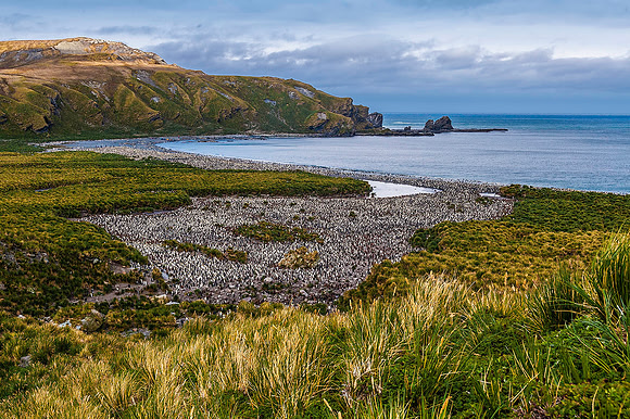 King Penguin Colony, Gold Harbour 0129