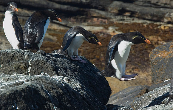 Rockhopper Penguins - Falkland Islands