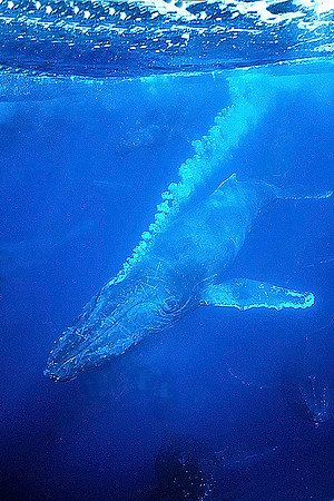 Humpback Whale blowing bubbles, Maui, Hawaii
