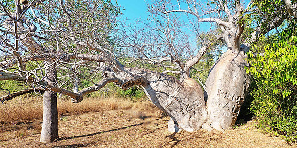 Boab Tree-P6240467