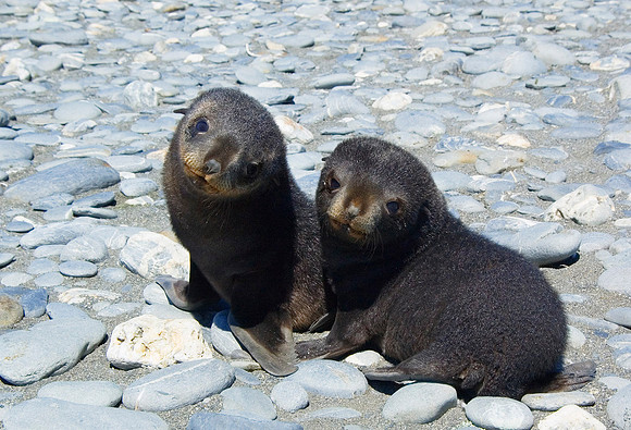 Southern Fur Seal pups 2015