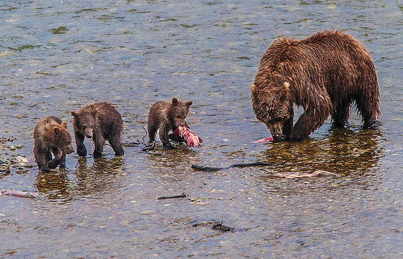 Brown Bear family hunting Sockeye Salmon, Katmai 5995