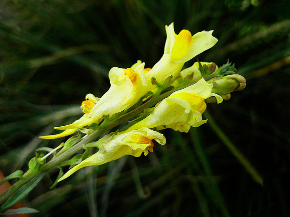 Flower, National Park 4243