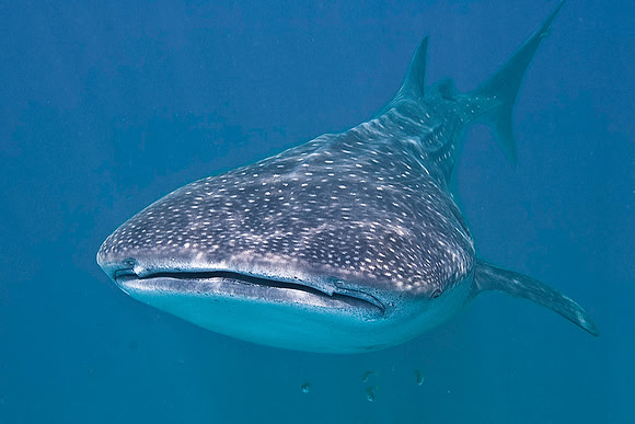 Whale Shark 0025