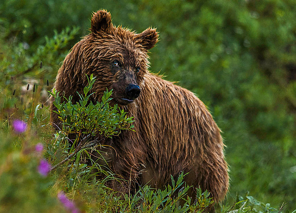 Brown Bear (Grizzly Bear), Katmai 6119