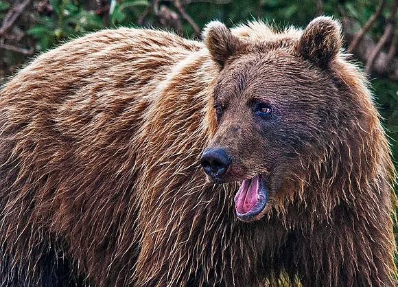 Brown Bear, Katmai 6221