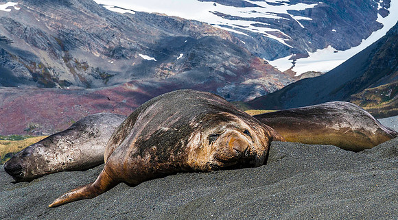 Elephant Seals, Gold Harbour 0031
