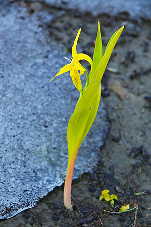 Glacier Flower, National Park 4625