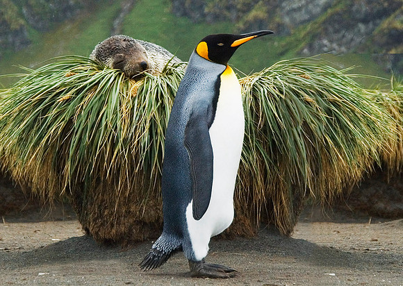 King Penguin oblivious to Southern Fur Seal on Tussock Grass 2677