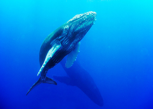 Humpback Whale 3475