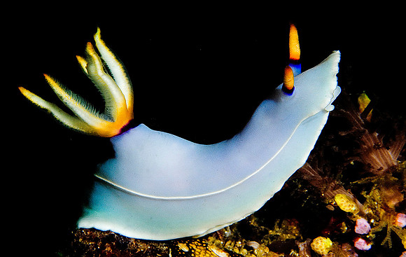 Nudibranch 0038