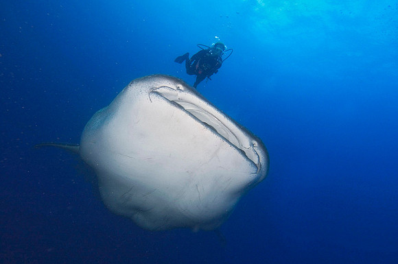 Whale Shark 4010