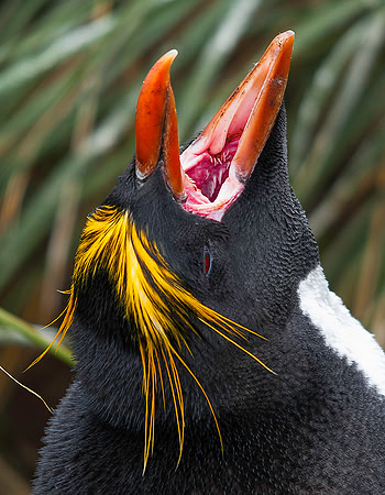 Macaroni Penguin, Cooper Bay 0159