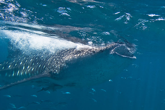 Whale Shark 0042