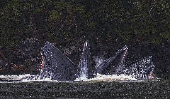 Humpback Whales bubble net fishing, Hartley Bay, BC, Canada 0391*