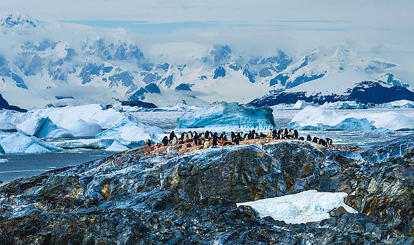 Gentoo Penguin Colony, Yalour Islands 1517