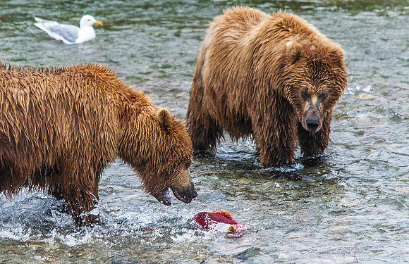 Brown Bears hunting Sockeye Salmon, Katmai 6091