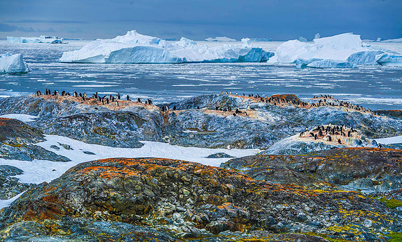 Gentoo Penguin Colony, Yalour Islands 1516