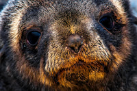 Antarctic Fur Seal Pup, Fortuna Bay 9556