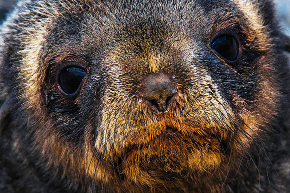 Antarctic Fur Seal Pup, Fortuna Bay 9556