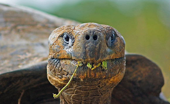 Giant Tortoise