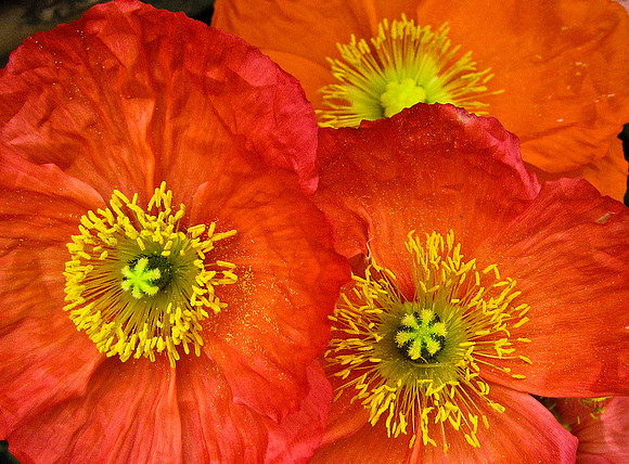 Las Vegas - Flower 1537