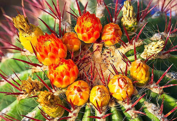 Cactus Flower, Marrakesh 1046